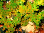 Our dives had a lot more hard coral than in other places we've been, but the textures and colors of the soft coral can't be beat.