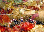 I love this shrimp! This is a bit "further away" cropping than the other shot.