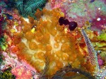 Susan liked the mushroom anemone.