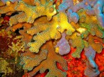 Color and structure - fantastic!