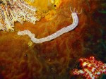 We saw the larger cousins to this guy when snorkelling, but this one is only about a half-inch long.