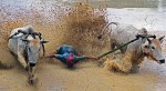 This guy even made it down to "kiss" the mud.