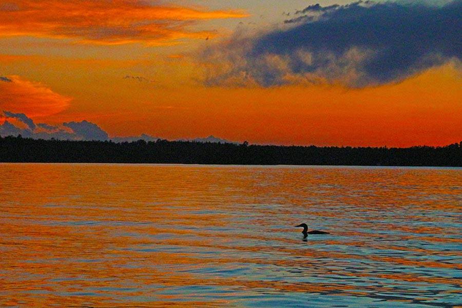 A lone loon bids farewell to the day. What a great way to spend the summer solstice!