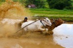 My students think this is a lot of fun because of the big wave of mud above the rider!