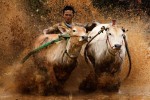 Trying to control the stampeding bulls.
