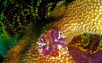 A little purple flower blooms among the coral gardens_ Picture taken by Susan