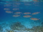 Schools of fish followed us while snorkelling and diving.