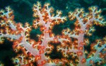 This coral reminds me of the famous Hubble telescope cloud nebula picture