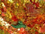 Green nudibranch and feathery friend.