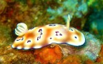 These guys came in all sorts of colors and shapes