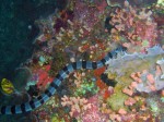 Banded sea snake. He was actually white, but I guess some of the flash reflecting off the coral or something changed that.