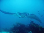 A definite highlight of the dives was seeing a manta ray at a feeding station. The big guy (or gal) swooped around our heads for more than 20 minutes as the current swirled. What an experience!