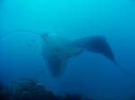 We were in awe of the smooth "flying" that the manta did right over our heads. This was one of Alea's favorite pictures.