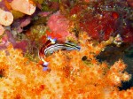 Finely-detailed nudibranch.