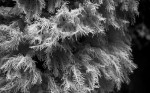 Feathery coral photographed in black and white