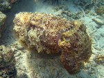 Susan came across a pair of cuttlefish as we were snorkeling - we thought their color-changing abilities were pretty outstanding.