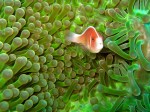 Susan wanted a good photo of the anemone fish with the stripe down the back instead of down the side.