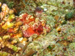 Obligatory scorpionfish picture. Can you find him?