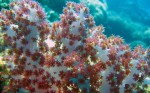 Bright colors off Menjangen Island_ Photo by Susan