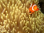 We always love the clown fish, and take more than our fair share of pictures of them!