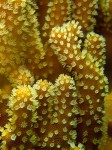 Coral is so cool - just the little details and such!