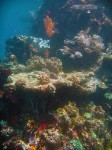 Most of our dives were around small islands, which provided some protection against the currents as well as quite the vertical structure.
