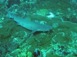 We finally saw a bunch of sharks. I saw the first one while snorkelling (got some sketchy video), but then we basically saw a few on every dive.