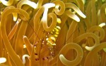In the Garden of the Gods dive, we found a solitary anemone that was home to a whole colony of shrim