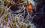 Susan caught this clownfish peeking out from his home