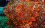 The heinous looking but oh-so-cool rockfish also made several appearances on our dives