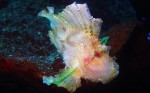 Susan came across this leaf scorpionfish and got a great shot