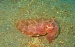 A baby cuttlefish scuttles along the bottom