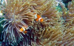 Susan loves the Nemo shots!