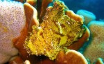 We saw several leaf scorpionfish during our time underwater