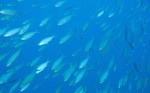 Susan got caught in a school of fish
