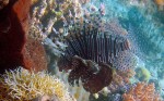 I think this was the biggest lionfish we've ever seen in the open water