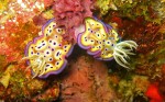 We saw this pair of nudibranches on our very first dive