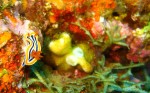 Colorful nudibranches and flatworms were everywhere