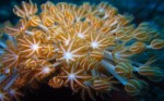Soft corals swayed gently in the current
