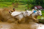 Here's a panning shot - moving the camera along with the rider and not taking the picture quite so quickly. I think it is pretty cool how some of the mud (between the cows) seems to be coming straight at the camera.
