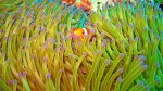 Another shot of a clownfish. Like I say, these guys are just so darn photogenic!