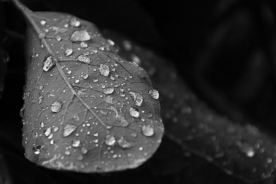 Rain on upside-down leaf.