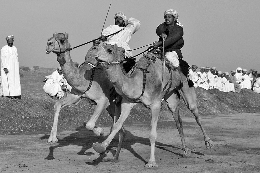 Omani camel races