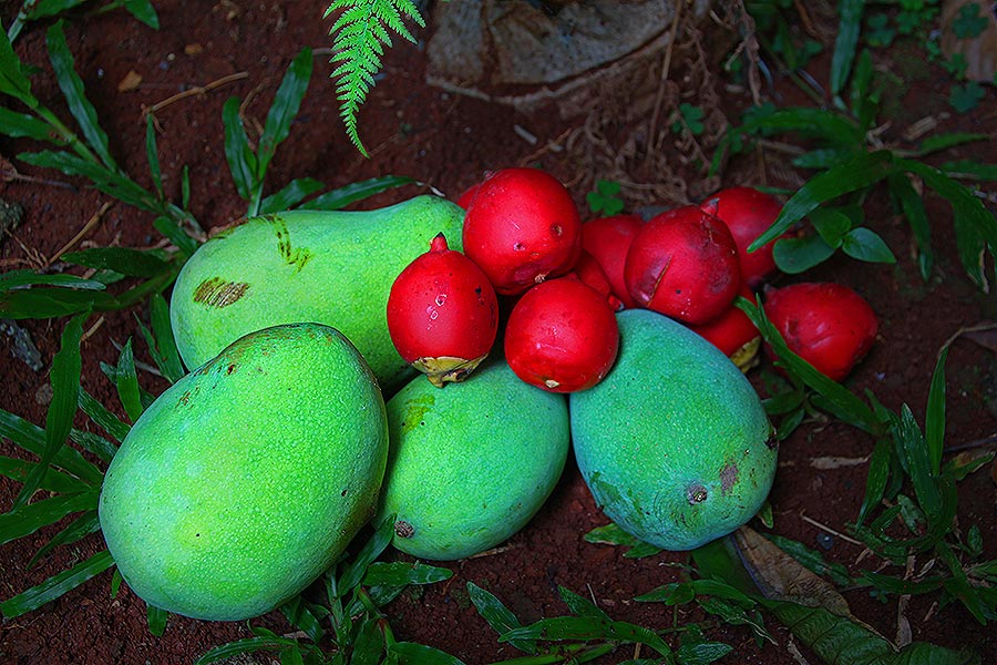 Mangos and red palm fruit - looks yummy!