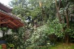 She climbed up on the downed trunk to survey the damage.