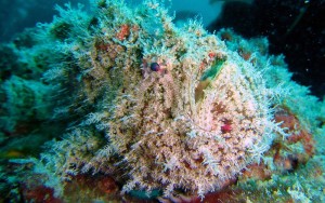 A frogfish pays very close attention to all those strange things swimming around him! This was actually a dive that was on a wreck, so that was double special.