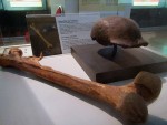 Indonesia is home to quite a number of stunning finds in the field of human paleontology.